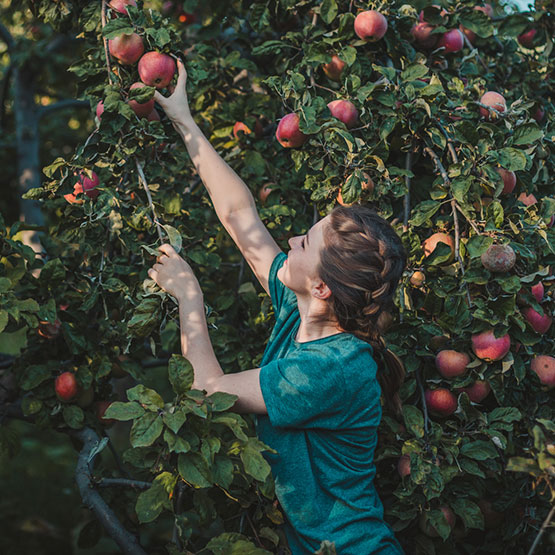 Young woman picking apples from orchard